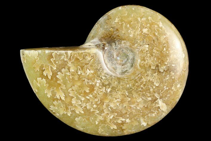 Polished, Agatized Ammonite (Cleoniceras) - Madagascar #119170
